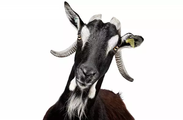 Descubre 'Bestiarium': en la Casa de Aves del Palacio de Boadilla ¡sólo este fin de semana!
