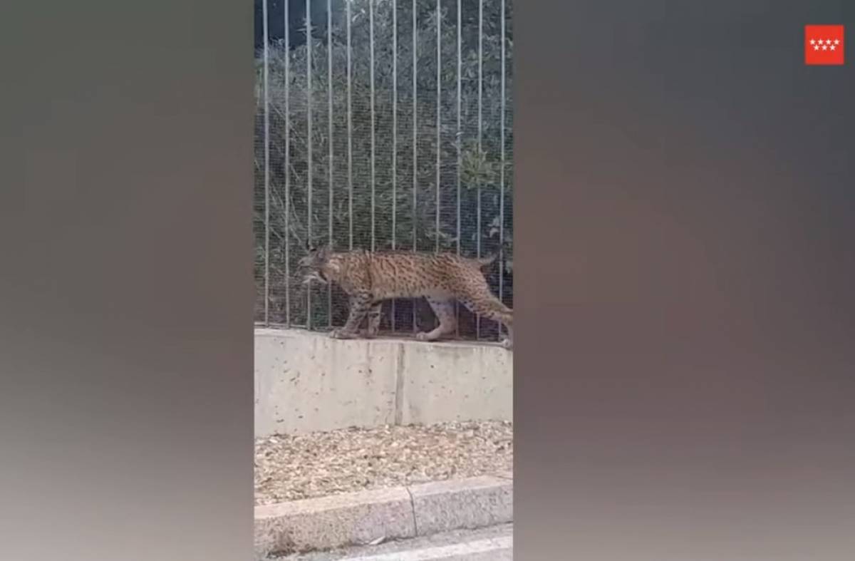 Aparece un lince ibérico en Boadilla del Monte