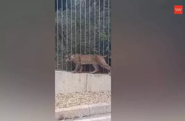 Aparece un lince ibérico en Boadilla del Monte