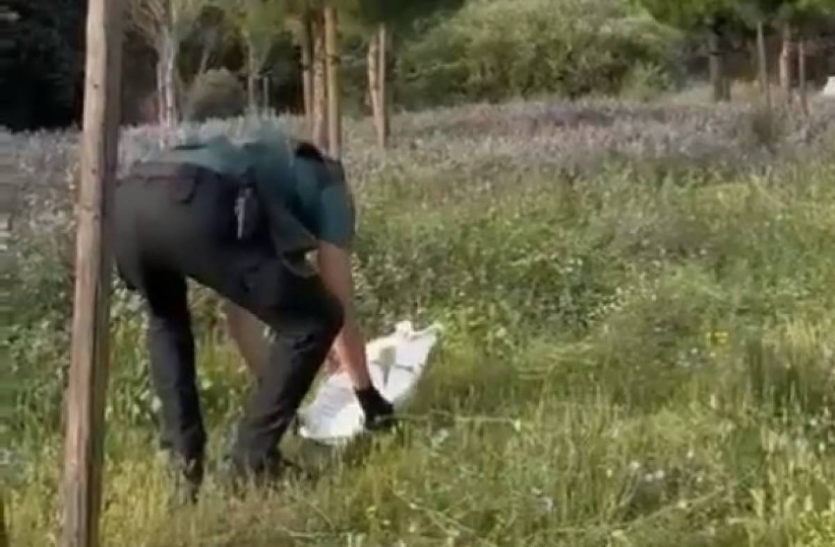 Imágenes: La Guardia Civil de Boadilla localiza y rescata a un zorro cerca del Saint Michael's School 