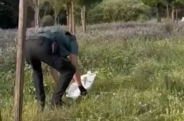Imágenes: La Guardia Civil de Boadilla localiza y rescata a un zorro cerca del Saint Michael's School 