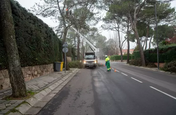 El Ayuntamiento actuará sobre 8000 árboles en la campaña de poda de este año