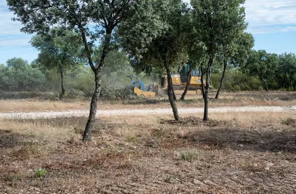 El desbroce y la limpieza del Monte de Boadilla se ultima: 57 hectáreas intervenidas para prevenir incendios forestales