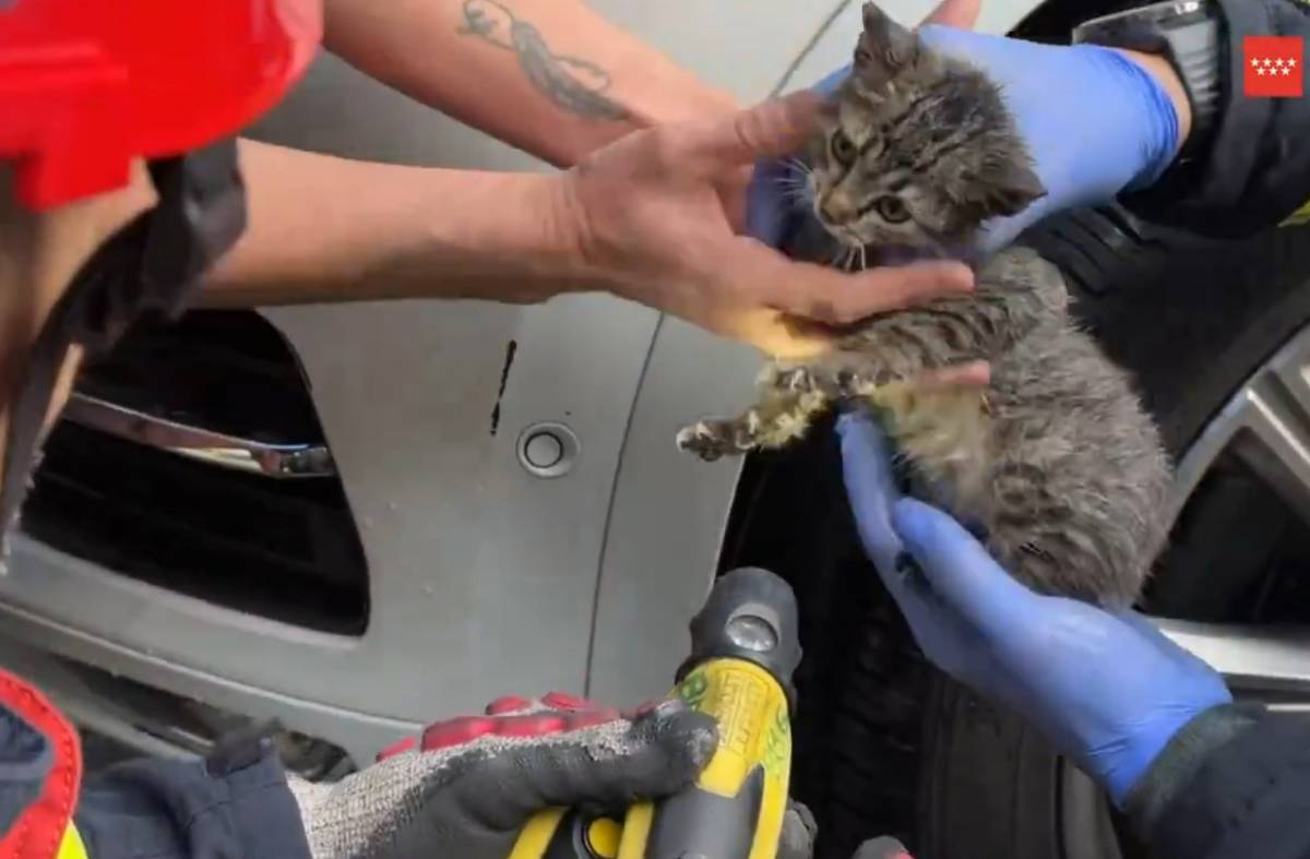 Los Bomberos rescatan a una gatita atrapada en el motor de un coche en Boadilla del Monte