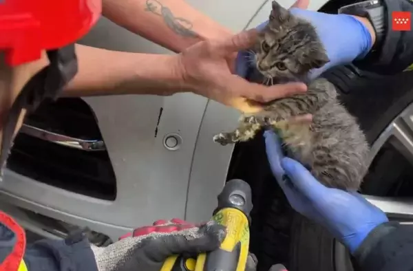 Los Bomberos rescatan a una gatita atrapada en el motor de un coche en Boadilla del Monte