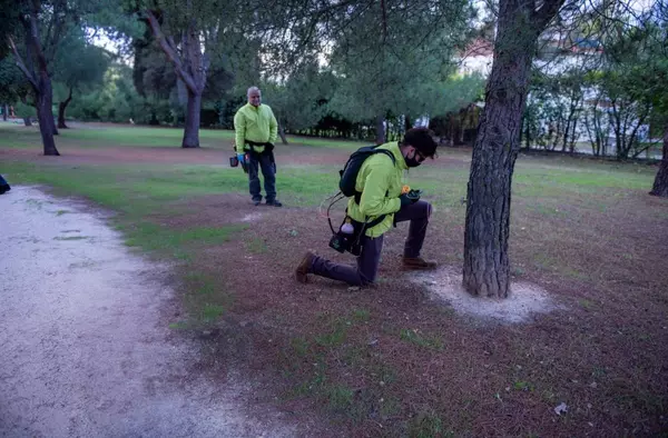 Comienza en Boadilla una nueva campaña de prevención contra la oruga procesionaria y la paysandisia
