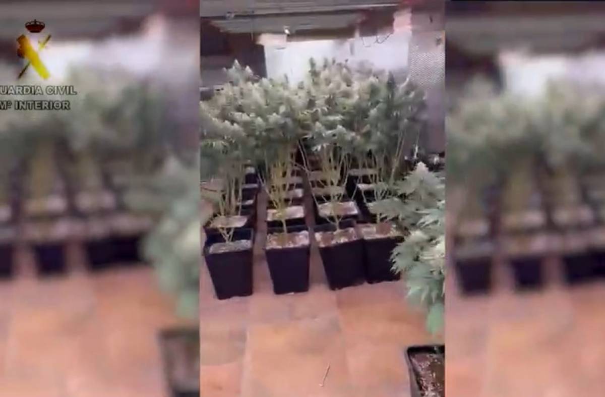 La Guardia Civil localiza una plantación de marihuana en una vivienda de Villaviciosa de Odón