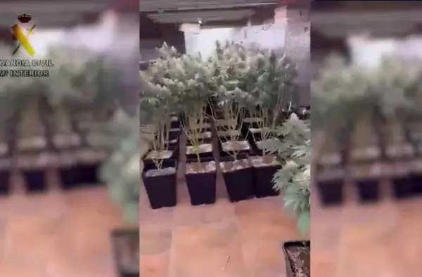 La Guardia Civil localiza una plantación de marihuana en una vivienda de Villaviciosa de Odón