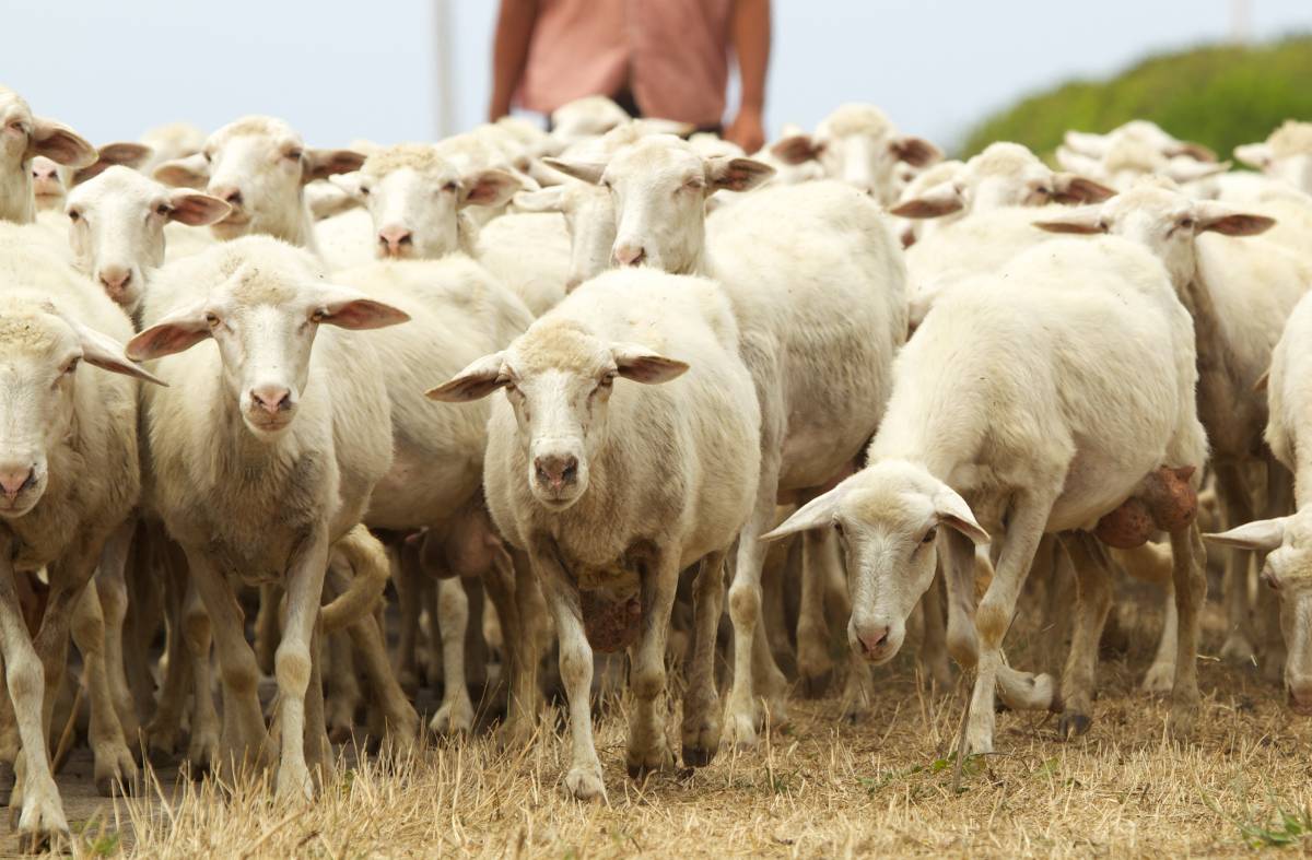 Las ovejas vuelven a la finca La Milagrosa para acompañar al belén viviente el próximo domingo