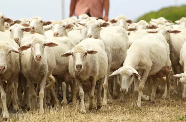 Las ovejas vuelven a la finca La Milagrosa para acompañar al belén viviente el próximo domingo