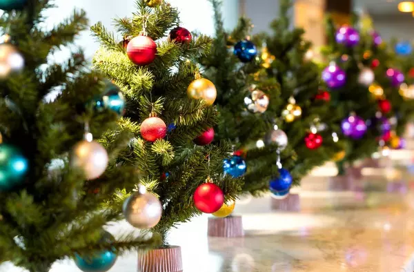 El Punto Limpio de Boadilla recoge árboles de Navidad para darles una segunda vida