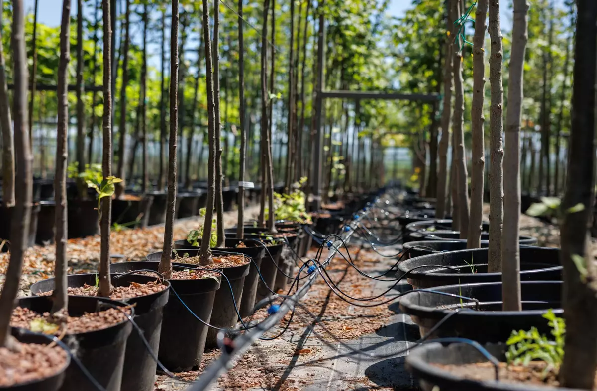 Planta un árbol en Boadilla con el nombre de tu hijo: abierta la inscripción para los niños nacidos en 2024
