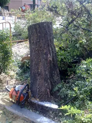 PSOE: El Partido Popular realiza una tala indiscriminada de árboles en Boadilla