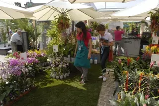 Más de 50.000 visitantes acuden a la I Feria Botánica Insólita de Boadilla del Monte
