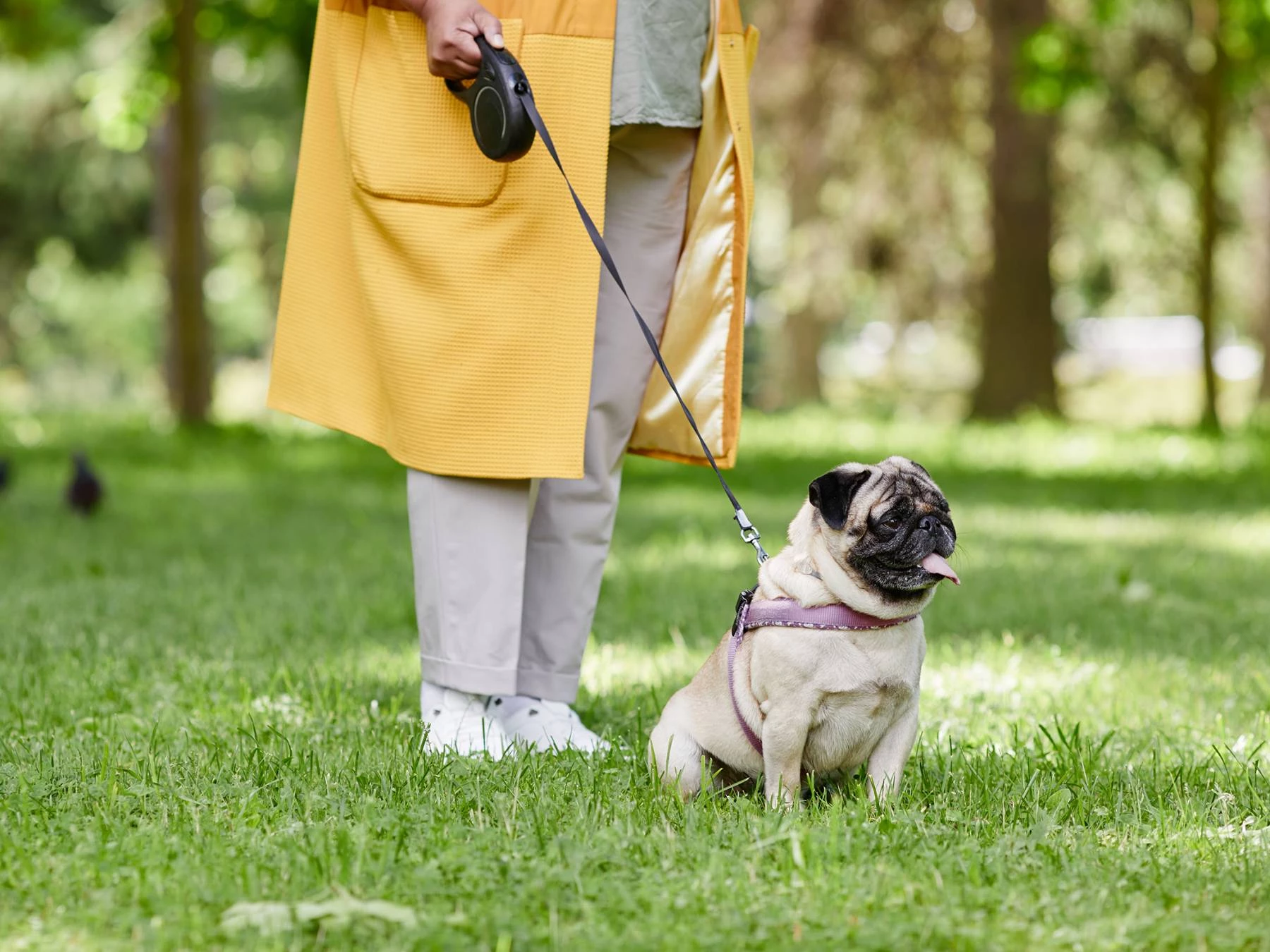 Buen uso de correas extensibles de perros