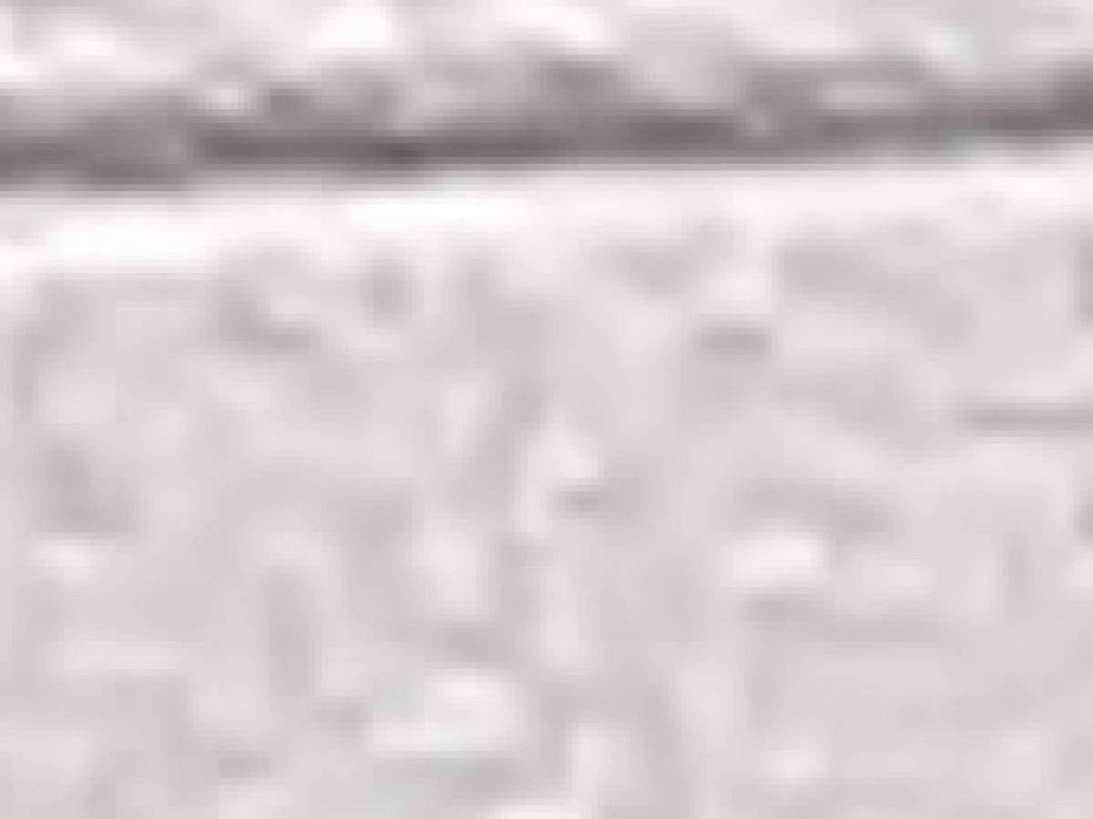 Árboles condenados y alcorques desaparecidos