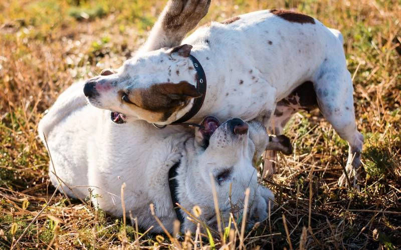 Perros Sueltos parque Gutiérrez Soto