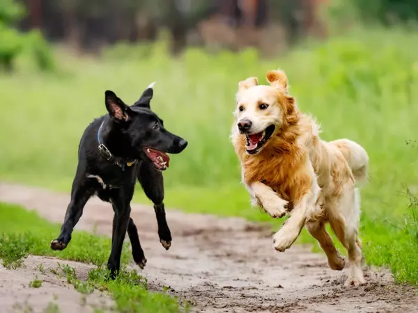 Perros sueltos en parque GUTIERREZ SOTO