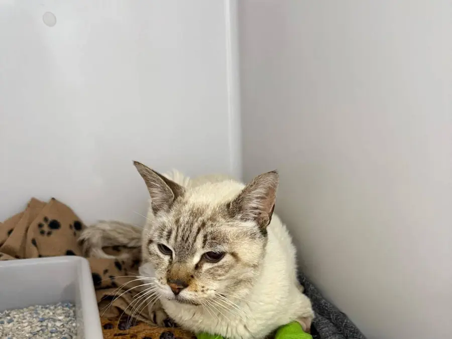 Asesino de gatos en el Olivar de Mirabal