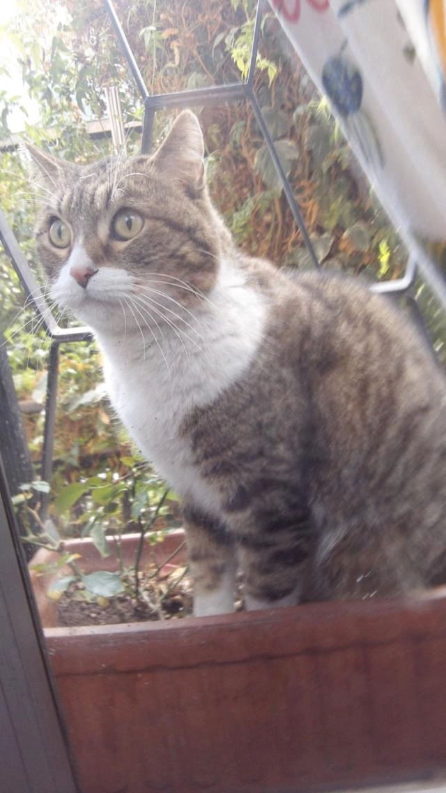 Gata encontrada entre C/ Brea 