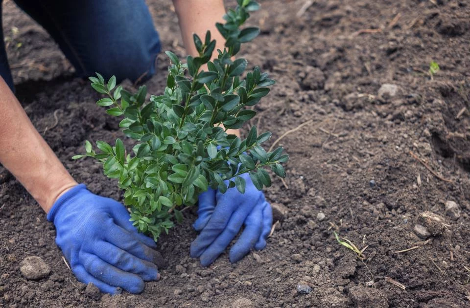 Busco jardinero profesional