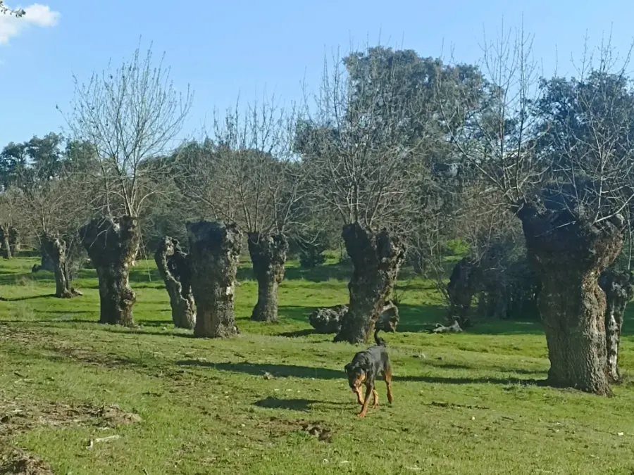 Paseos por el Monte de Boadilla 
