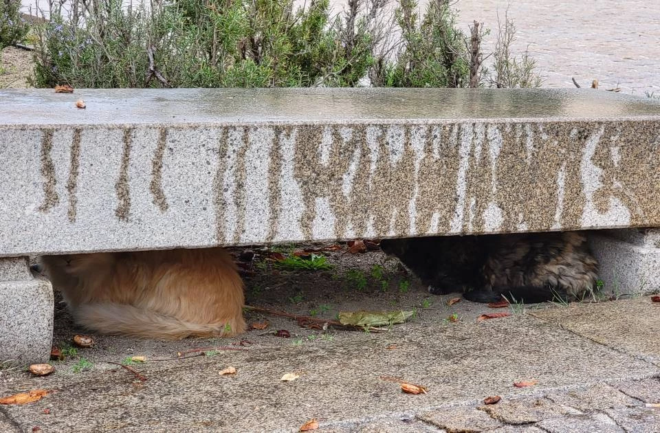 GATO PERDIDO