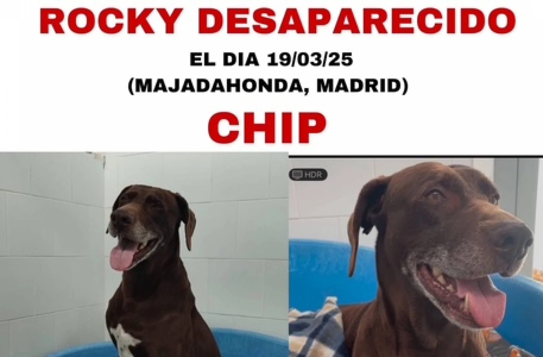 ROCKY HA SIDO RESCATADO !!!!!  GRACIAS !! -----------------URGENTE - SE HA PERDIDO ROCKY 19/03/25