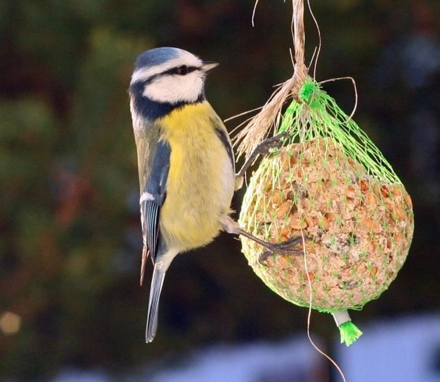 Voluntariado ambiental: Comederos pájaros