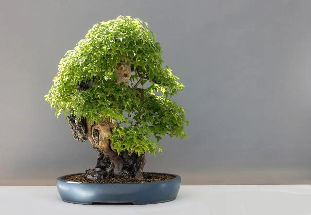 Curso: Técnicas de jardinería japonesa: Bonsáis