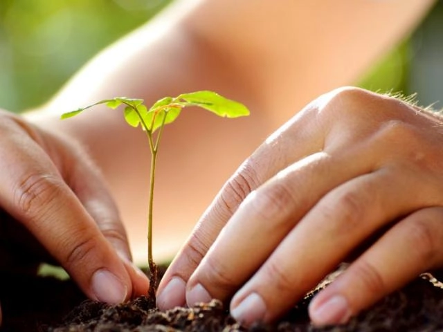 Voluntariado ambiental.