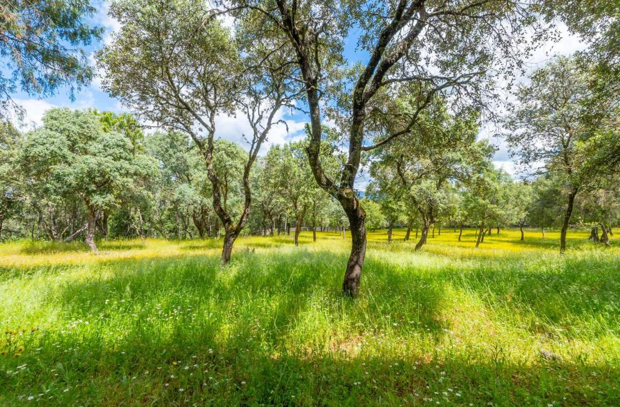 ¡¡¡PRECIOSA FINCA DE RECREO ALREDORES DE GREDOS!!!