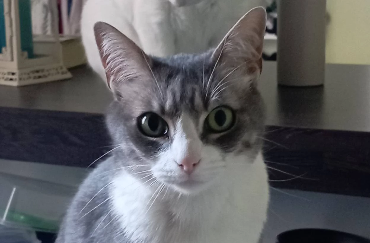 Gato perdido