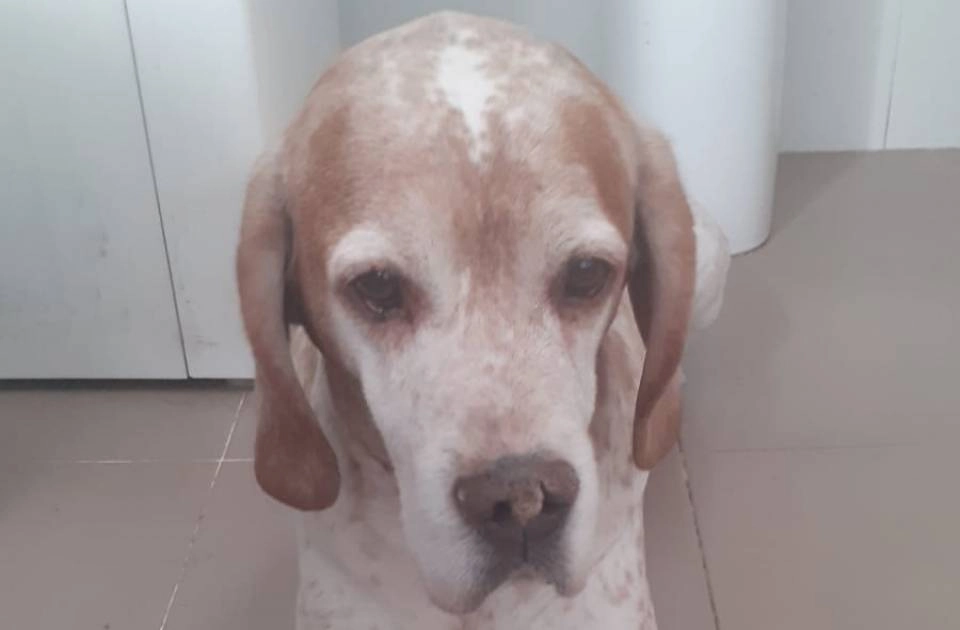 Se busca familia para perro mestizo de 10 años y menos de 20kg