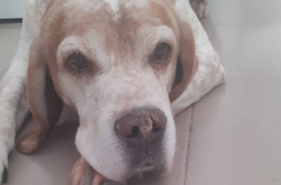 Se busca familia para perro mestizo de 10 años y menos de 20kg