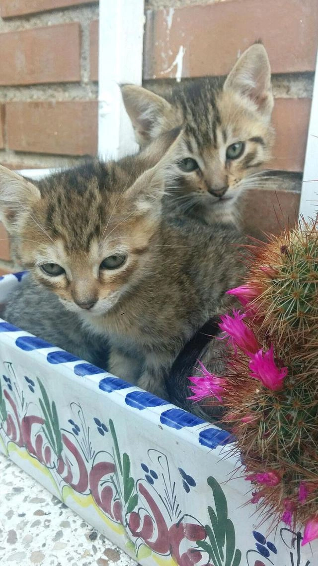 Regalo gatitos, de menos de do